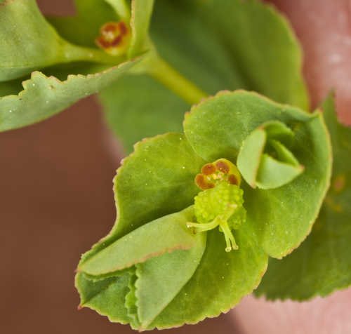 Euphorbia spathulata #14